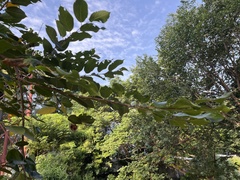 Holoptelea integrifolia