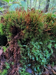 Tetraphis pellucida
