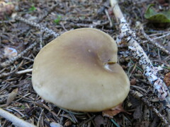 Ampulloclitocybe clavipes