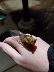 Megatibicen pronotalis