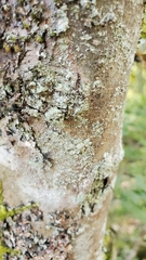 Lecanora thysanophora