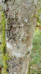 Lecanora thysanophora