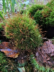 Tetraphis pellucida