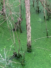 Azolla rubra