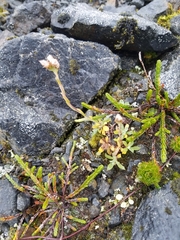 Antennaria alpina