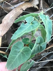 Oxypetalum coeruleum