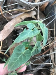 Oxypetalum coeruleum
