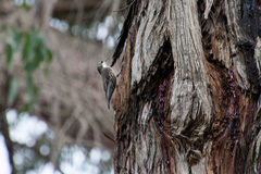 Cormobates leucophaea