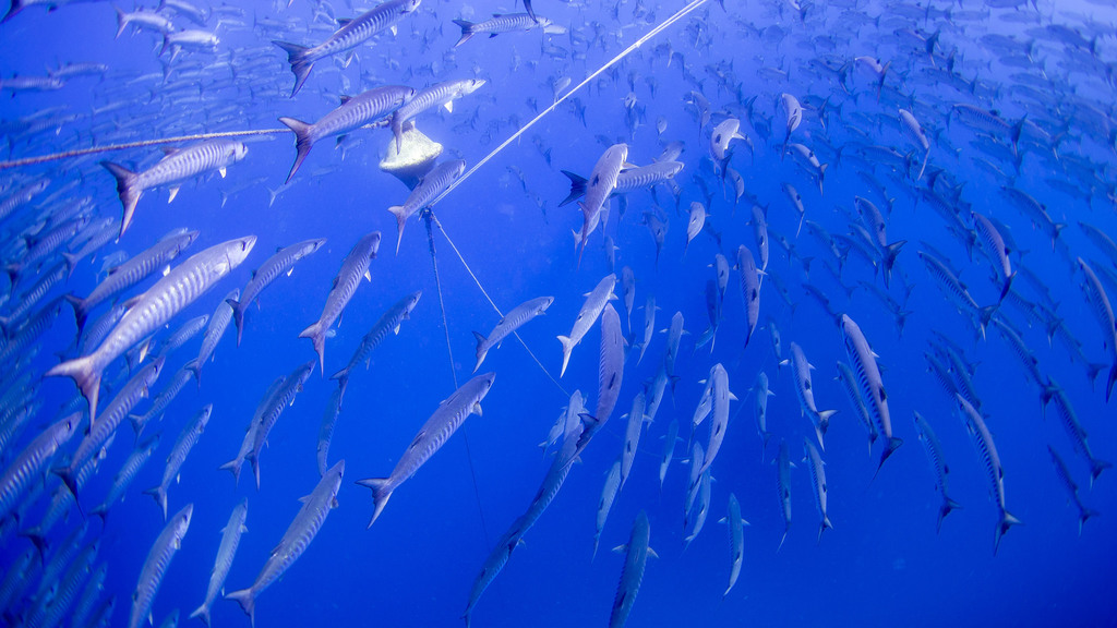 Blackfin Barracuda