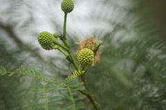 Leucaena leucocephala