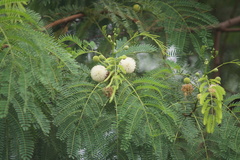 Leucaena leucocephala