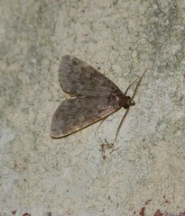 Idia lubricalis