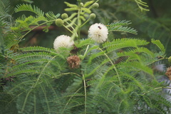 Leucaena leucocephala
