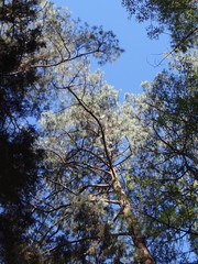 Pinus lumholtzii