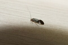 Cerastipsocus venosus