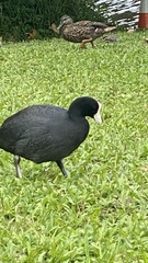 Fulica alai