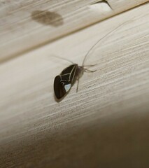 Cerastipsocus venosus