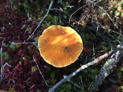 Suillus ampliporus