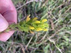 Orthocarpus luteus