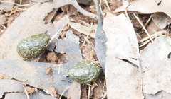 Oryctolagus cuniculus