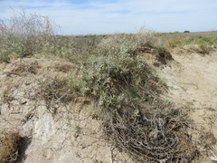 Senecio crassiflorus