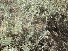 Senecio crassiflorus