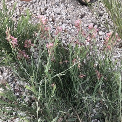 Oenothera suffrutescens