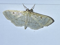 Herpetogramma aquilonalis
