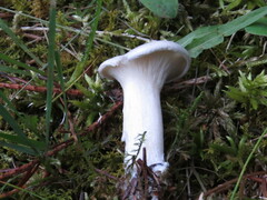 Clitocybe robusta