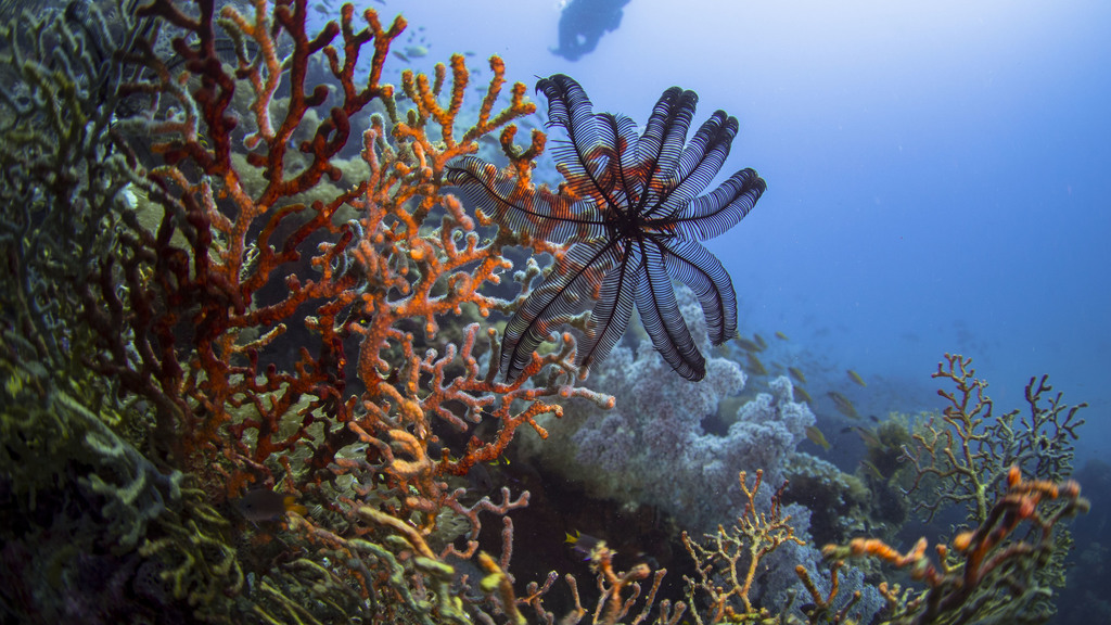 Spinose Feather Star