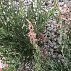 Oenothera suffrutescens