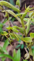Habenaria novemfida
