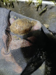 Trinectes maculatus