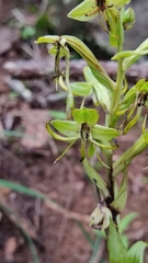 Habenaria novemfida