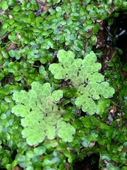 Azolla rubra