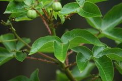 Jatropha gossypiifolia