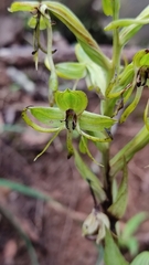 Habenaria novemfida
