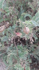 Astragalus nuttallii