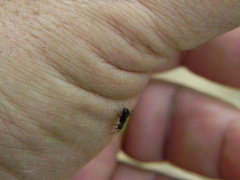 Dolichoderus bispinosus