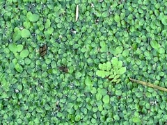 Azolla rubra