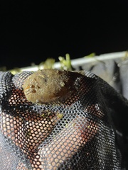 Trinectes maculatus