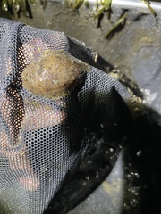 Trinectes maculatus