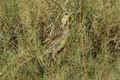 Sturnella magna lilianae