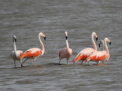 Phoenicopterus chilensis