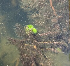 Utricularia macrorhiza