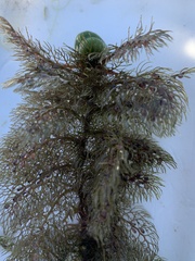 Utricularia macrorhiza