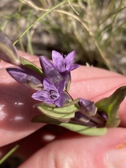 Gentianella amarella