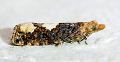 Epinotia trigonella