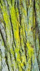 Chrysothrix candelaris