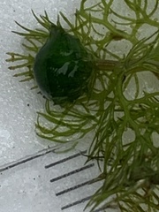 Utricularia macrorhiza